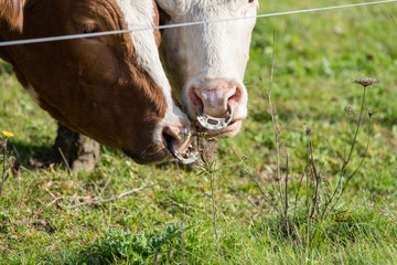 Neugierige, junge K&uuml;he mit Nasenring auf der Weide