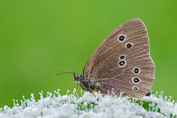 Ringlet butterfly on a white flower against a green background