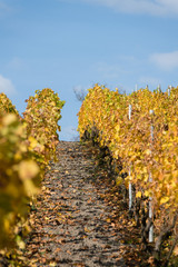 Naklejka premium Weinberg im Herbst