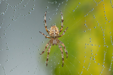 spinne im netz
