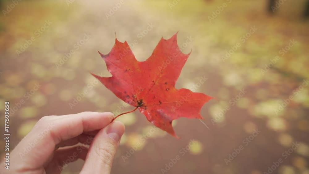 Canvas Prints handheld pov man hand hold red maple leaf while walking in alley