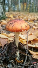 fly agaric in the autumn forest