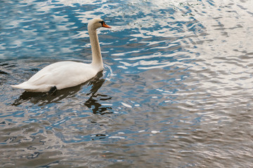 A lonely beautiful white swan swims along the river