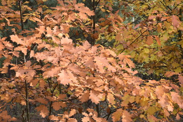 дубы с пожелтевшей листвой © sashasandro