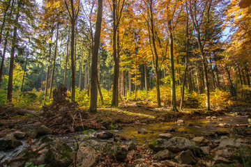 Obraz premium Trees in the forest in colorful autumn colors