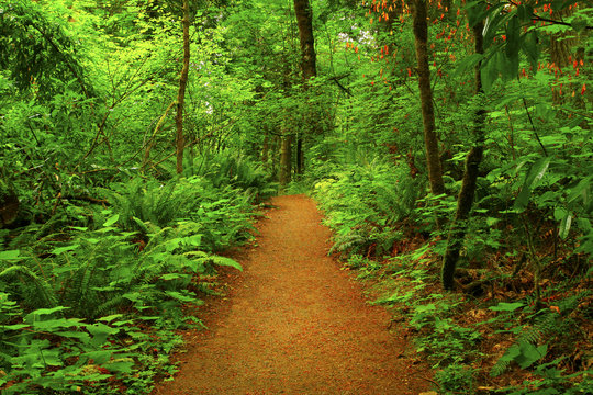 a picture of an Pacific Northwest forest trail