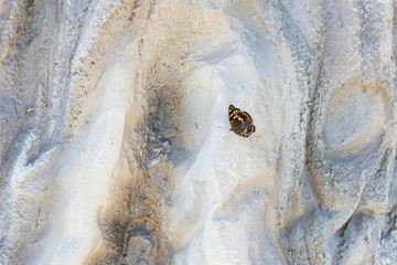 Red toad sitting on plastic stone.