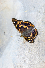 Red toad sitting on plastic stone.