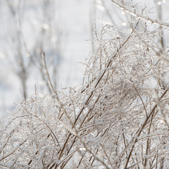 branches covered with snow and ice
