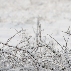 branches covered with snow and ice