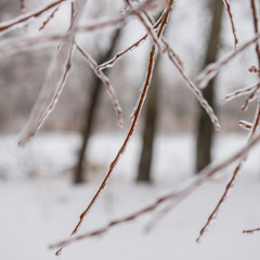 branches covered with snow and ice