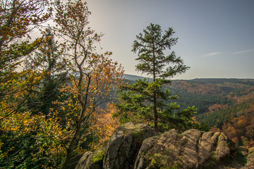 Trees in the forest in colorful autumn colors