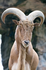 Barbary Sheep