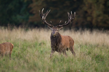 Red deer - Rutting season