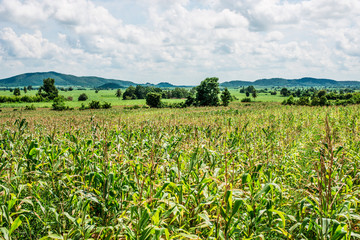 Fototapeta na wymiar corn field with blue sky background