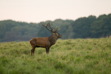 Red deer - Rutting season