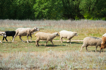 Obraz premium Flock of sheep on the meadow