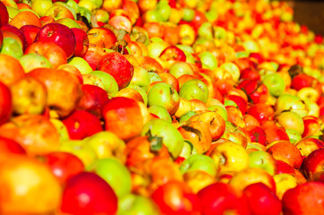 Ripe apples being processed and transported in an industrial production facility