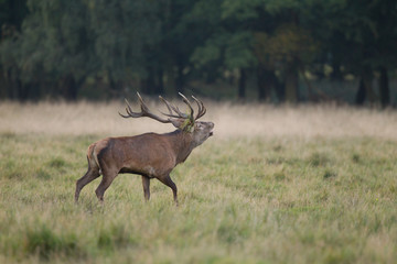 Red deer - Rutting season