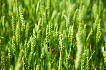 Fototapeta na wymiar Ripening wheat field