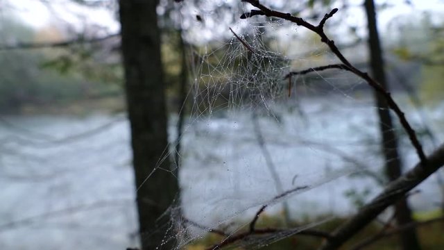 spiderweb on a tree branches in autumn fog