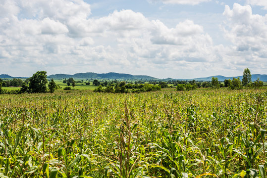 corn field with blue sky background