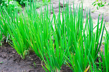 Green onion in the garden