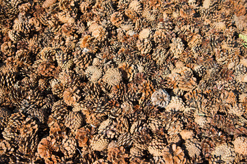 Brown pine cones as a background