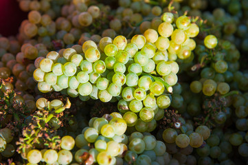 Vineyards at sunset in autumn harvest