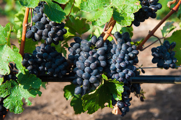 Vineyards at sunset in autumn harvest