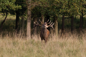 Red deer - Rutting season