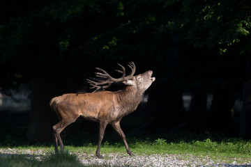 Obraz na płótnie Canvas Red deer - Rutting season