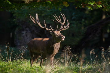 Obraz na płótnie Canvas Red deer - Rutting season