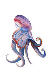 watercolor octopus