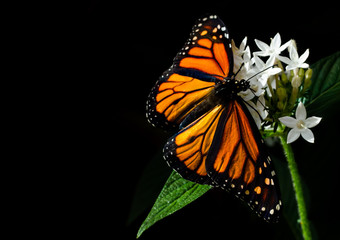 Monarch Butterfly on White Flower