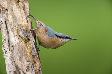 Eurasian nuthatch