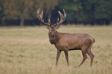 Red deer - Rutting season