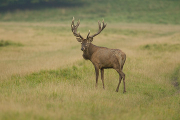 Red deer - Rutting season