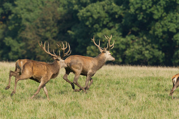Red deer - Rutting season