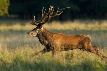 Red deer - Rutting season