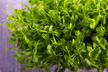 Sprouts of peas vegetable, microgreen