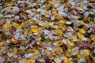 Autumn leaves background - The rustling leaves underfoot 
