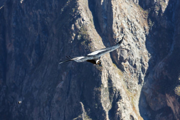 Condor