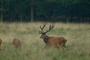 Red deer - Rutting season