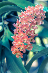 Orchid flower in garden at winter spring for postcard beauty agriculture idea concept design....