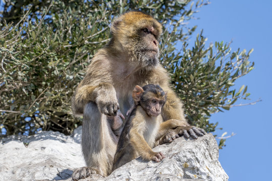  Barbary macaque at the rock of gibraltar