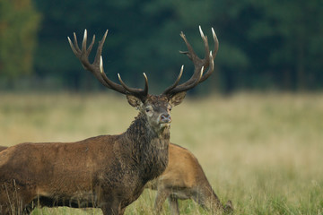 Red deer - Rutting season