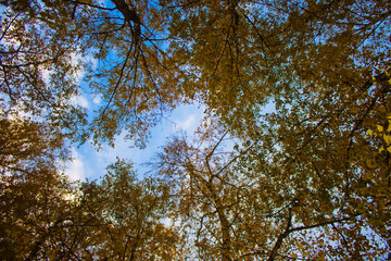 Obraz premium Autumn sky in the crown of birches