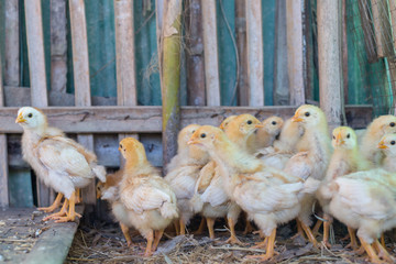 Yellow Baby chicken
