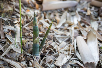 Bamboo sprout shoot
